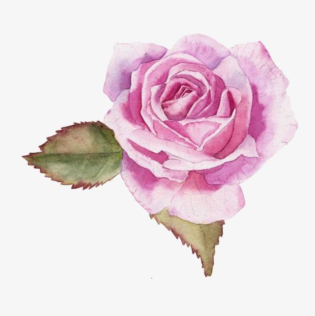 Роза акварелью на белом фоне