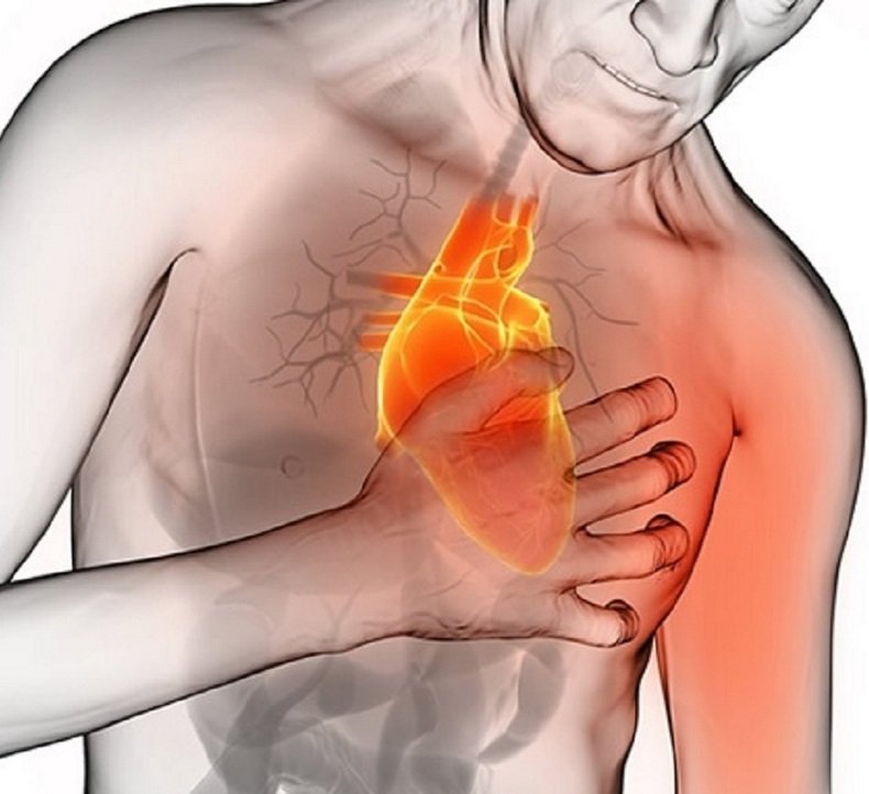 Сердце на фоне грудной клетки