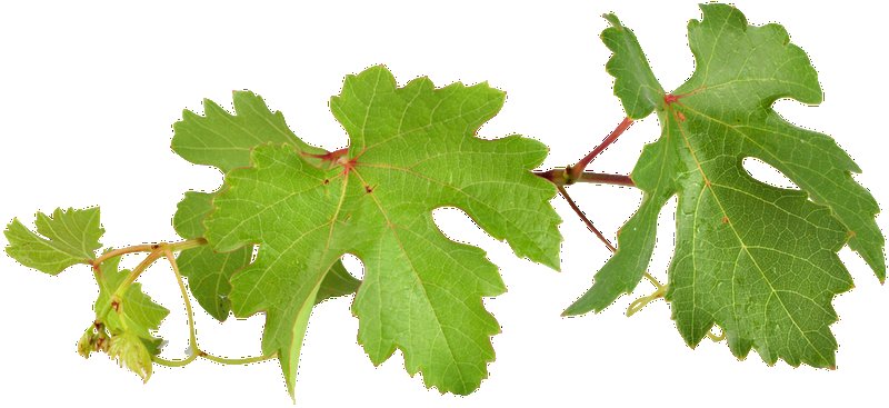 Виноградные листья на белом фоне