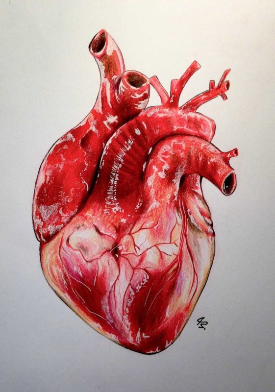 Человеческое сердце на зеленом фоне