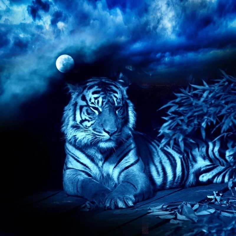 Флаг с тигром на синем фоне