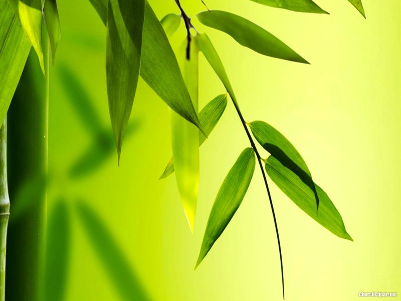 Фон бамбуковые листья