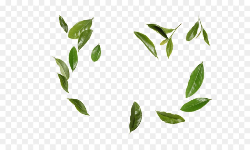 Фон чайные листья