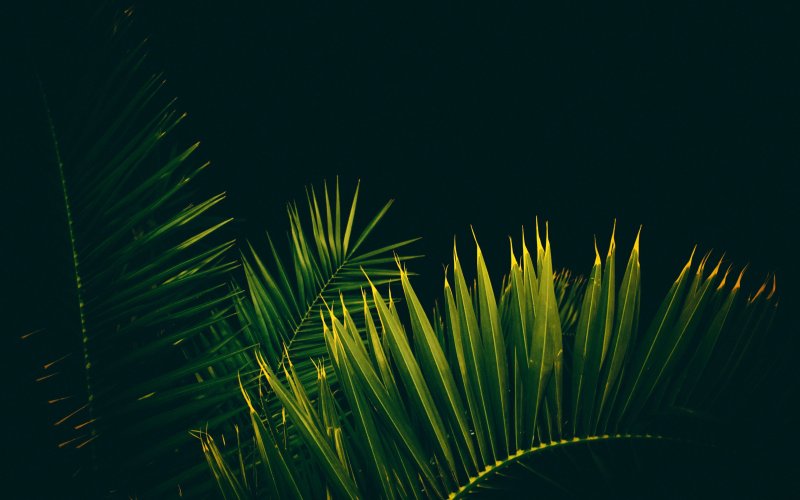 Фон пальмовые листья