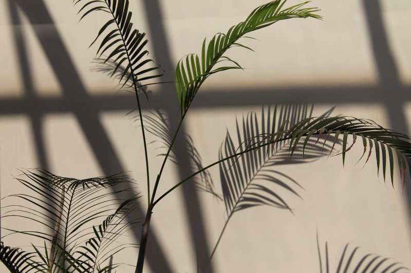 Фон пальмовые листья тень