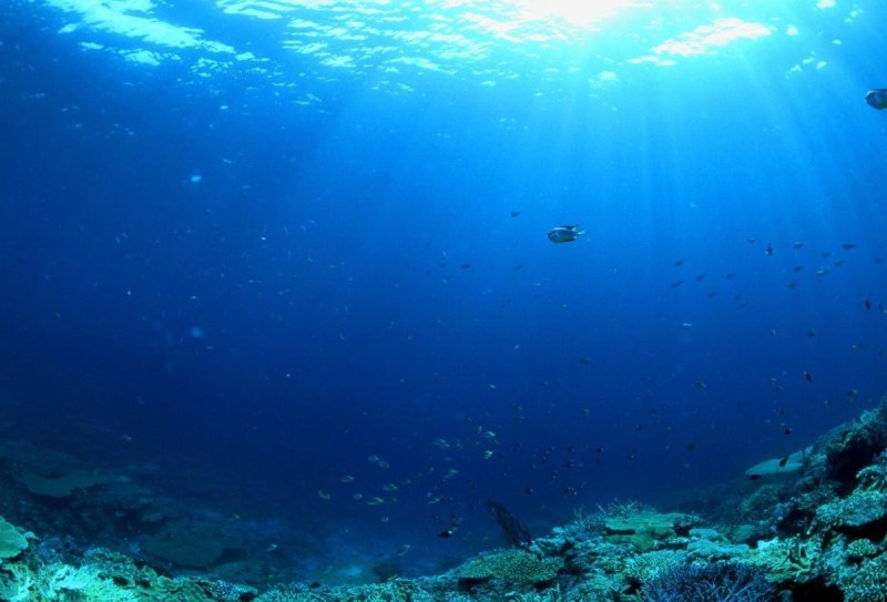Фон подводный мир