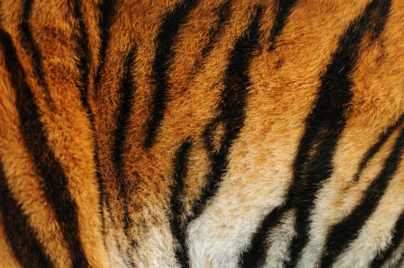 Фон полоски тигра