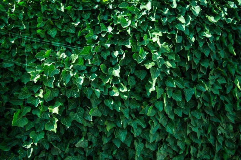 Фон зеленые кусты листья