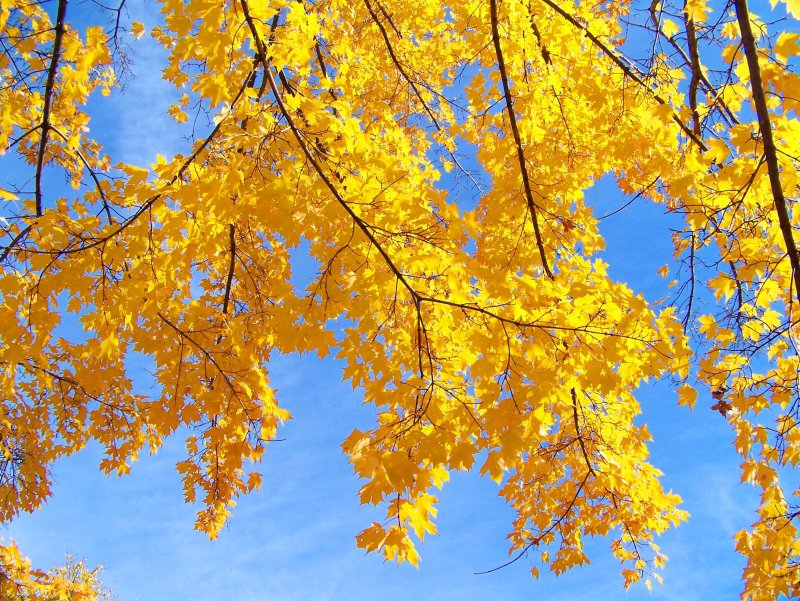 Фон желтые березовые листья