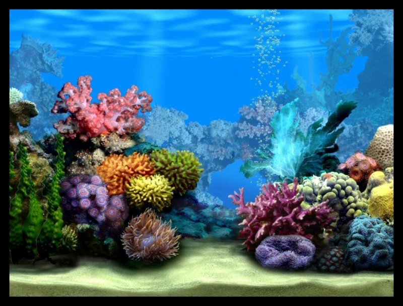 Фоны аквариумный мир