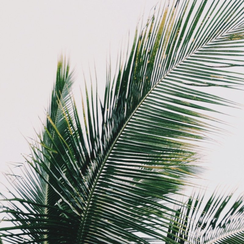 Картина листья пальмы на белом фоне