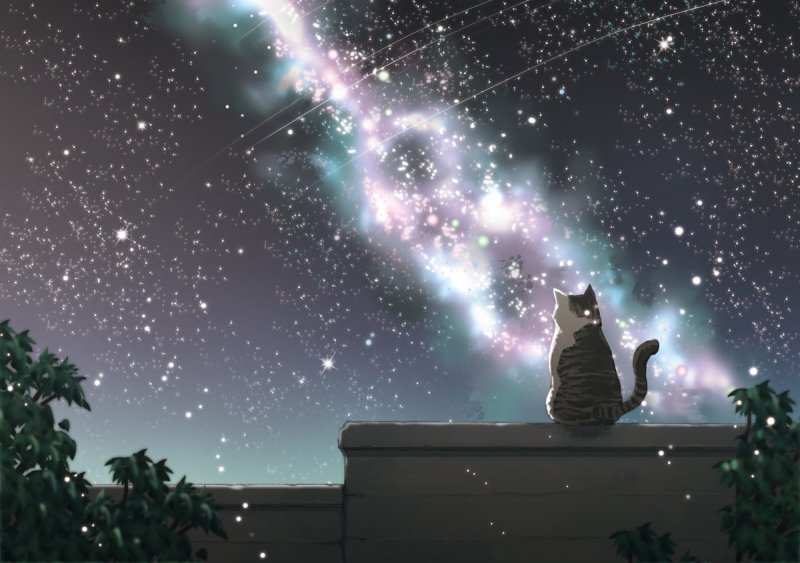 Кошка на фоне звезд