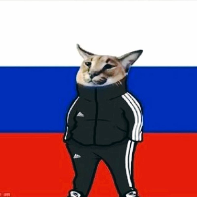 Котик на фоне флага россии