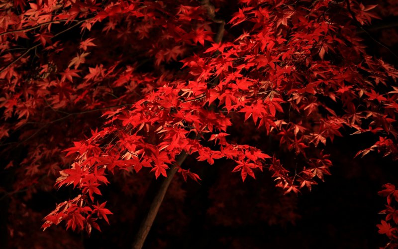Красные кленовые листья на черном фоне