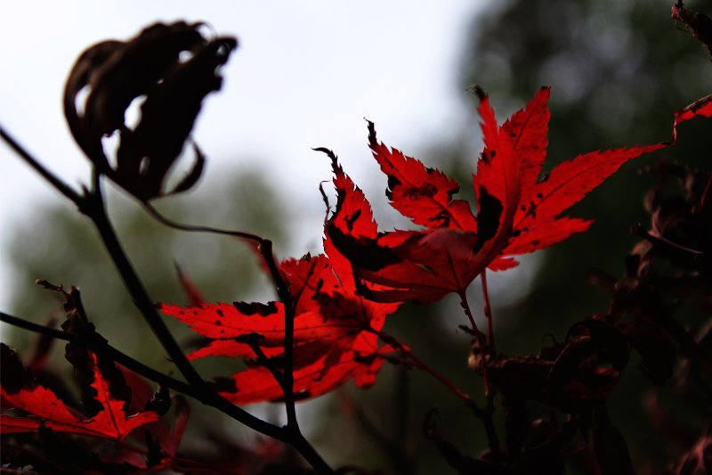 Красные листья на черно белом фоне