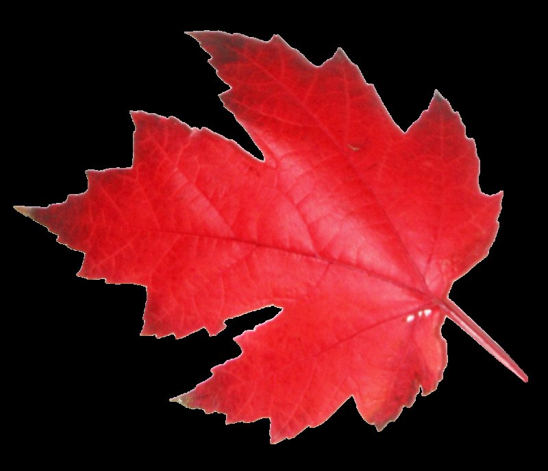 Красный лист на белом фоне