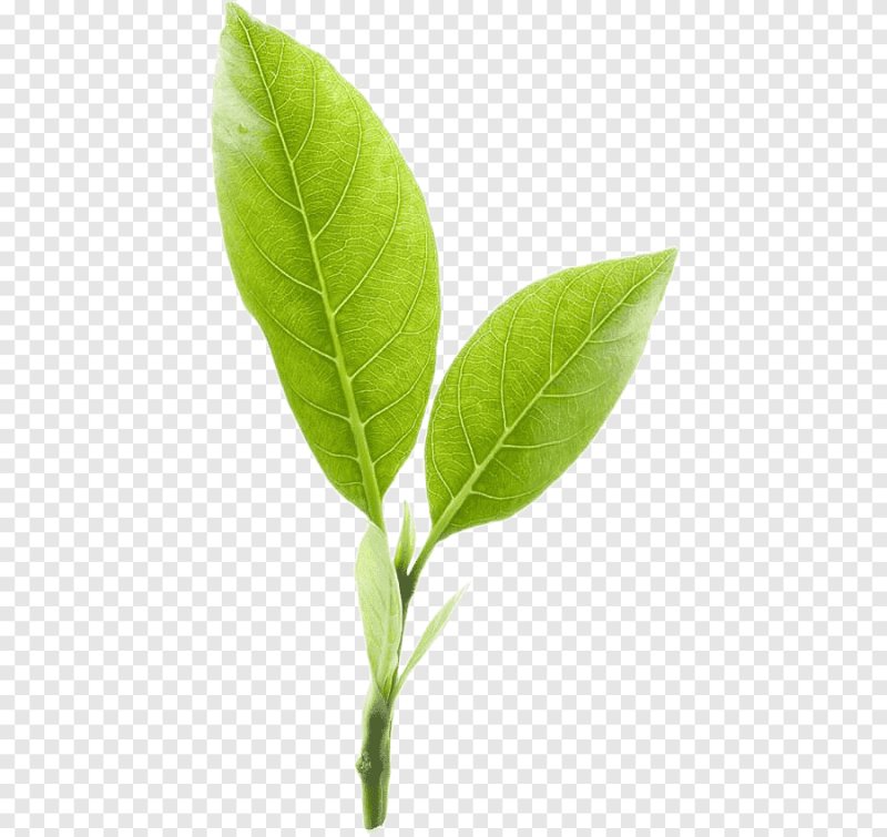 Листья чая на белом фоне