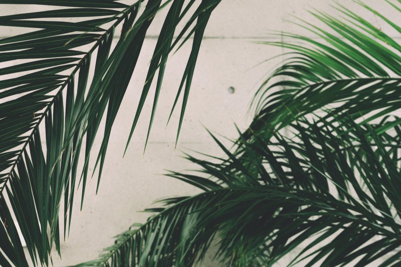 Листья пальмы на черном фоне