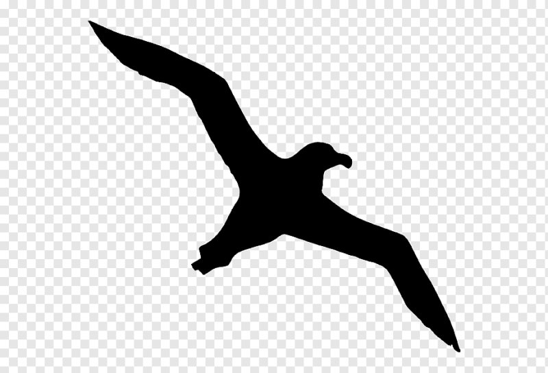Логотип птичка на белом фоне