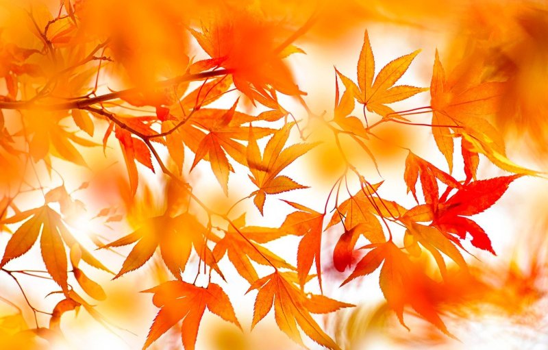 Оранжевый фон с листьями