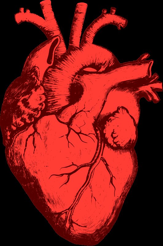Орган сердце на белом фоне