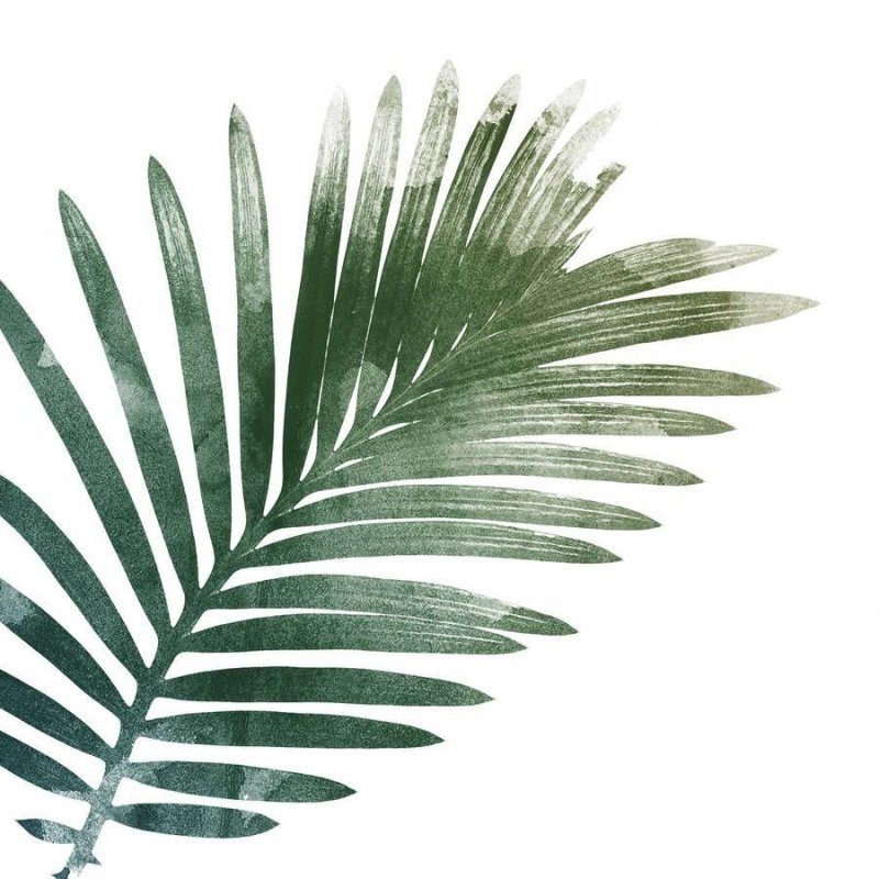 Пальмовые листы на белом фоне