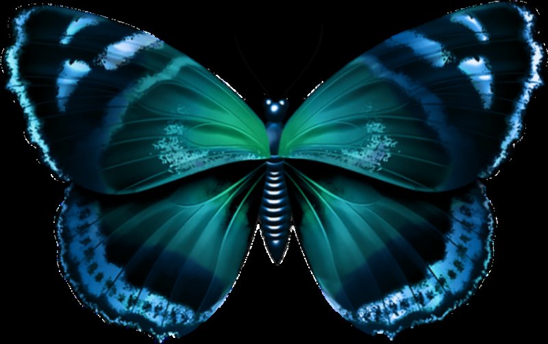 Самая красивая бабочка в мире на белом фоне