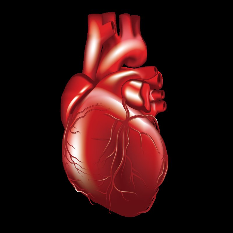 Сердце анатомия на белом фоне