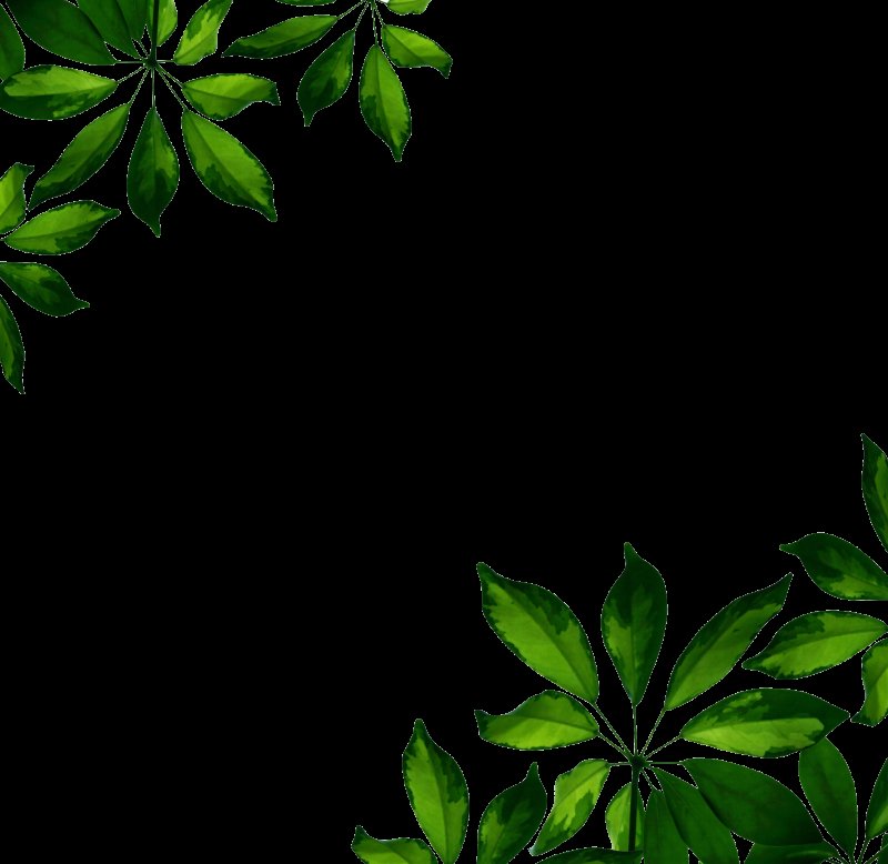 Темно зеленый лист на белом фоне