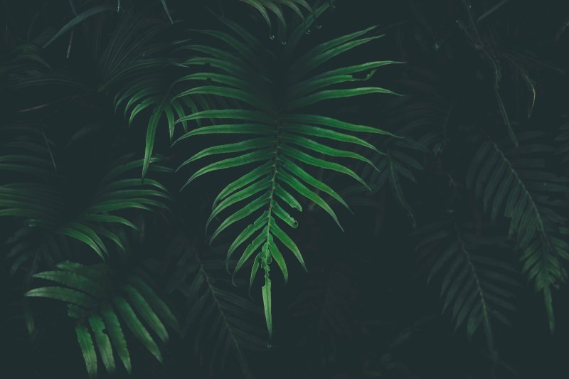 Тропические листья на черном фоне