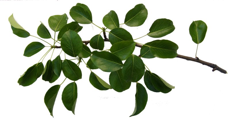 Веточки листья на белом фоне