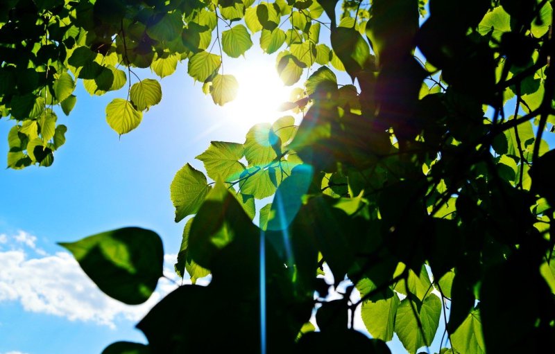 Зеленые листья на фоне голубого неба
