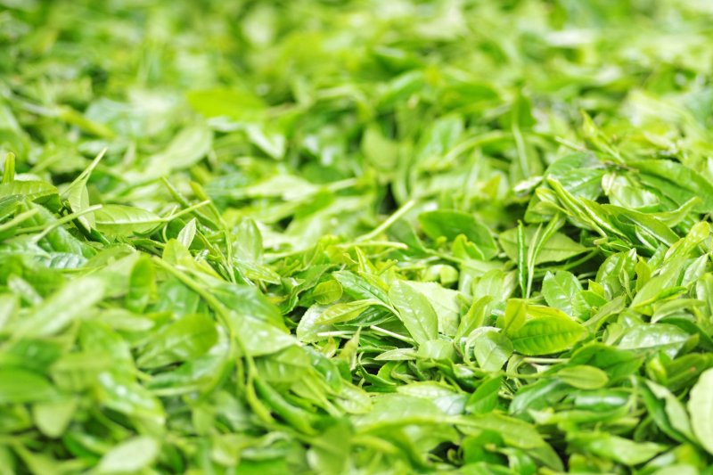 Зеленый фон с листьями чая