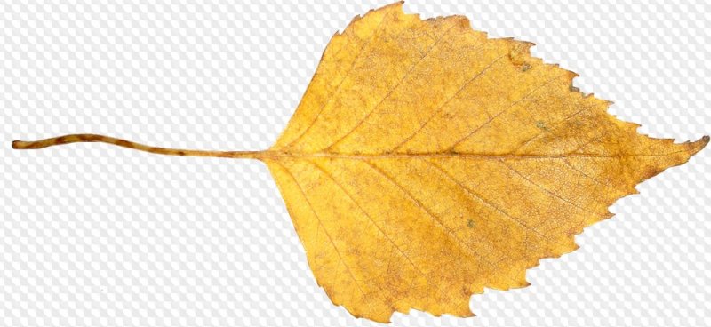 Желтый лист березы на белом фоне
