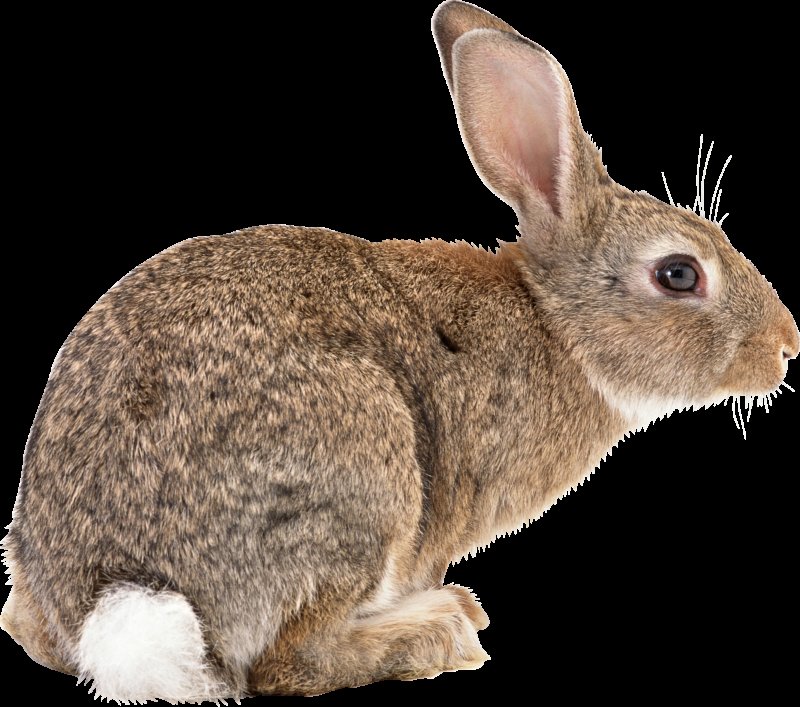 Кролик на прозрачном фоне