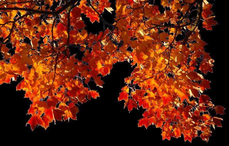 Осенние ветки деревьев на прозрачном фоне
