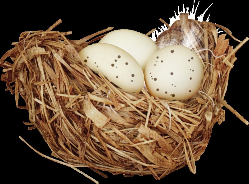Гнездо с яйцами на прозрачном фоне