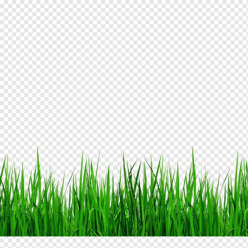 Зеленая трава на прозрачном фоне