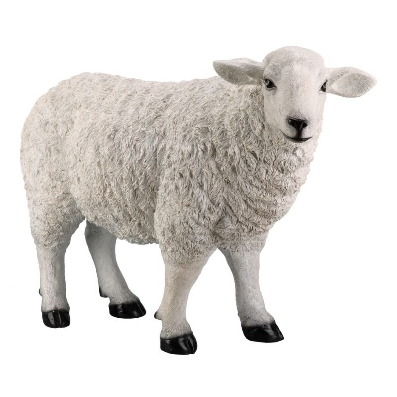 Овца на прозрачном фоне