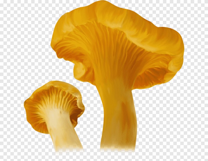 Лисичка гриб на прозрачном фоне